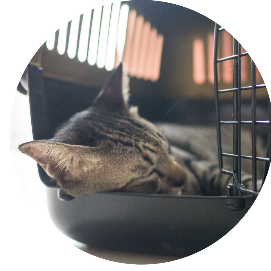 cat in crate